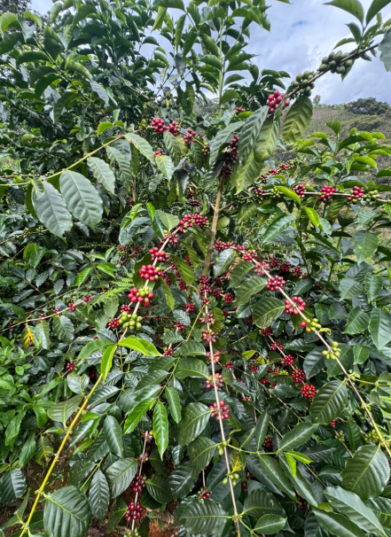 Mesa de trabajo 1 copia 10