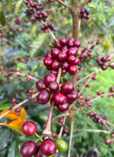 Mesa de trabajo 1 copia 5