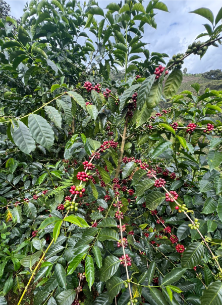 Mesa de trabajo 1 copia 6