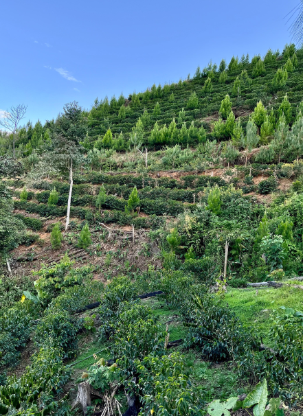 Mesa de trabajo 1 copia 7