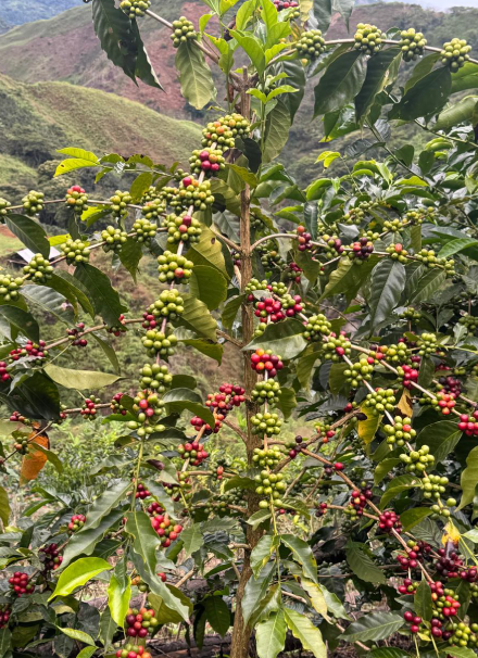 Mesa de trabajo 1 copia 9
