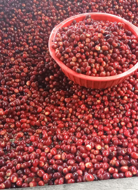 Mesa de trabajo 1 copia 9